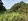 Full grown Mango trees good for farm house, resort and staycation