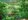 Foreclosed 1.98 hectares Residential Lot For Sale in San Pablo Laguna