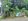 Spacious Titled Lot with Utilities & Fruit Trees in SJDM  12M, Negotiable!