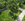 300 Sqm Residential Farm Lot near Highway of Amadeo Cavite