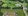 Prime 703 SQM Vacant Lot for Sale in Orchard Golf & Country Club, Cavite