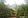 1.5 Hectares Farm Lot For Sale in Lipa City Batangas with fruit bearing trees