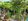 The Property is 2 a two title land being sold by the owner for reasonable and rushed price.