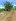 5.26 hectares Agro-Industrial Farm For Sale in Gasi, Laguindingan Misamis Oriental