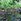 1.6 hectares farm lot for sale with sapa in Palale Tayabas