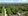 6,542 sqm Residential Farm For Sale in Dauin Negros Oriental
