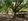 4.8 Hectares Farm Lot For Sale in New Corella Davao Del Norte