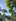 Residential farm lot with fruit bearing and cool weather in Alfonso