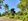 Lot for sale in Alfonso Cavite near Tagaytay with fruit bearing trees 375 sqm