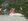 Beachfront House For Sale in Santiago White Beach, Camotes Island, Cebu