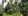 1.56 hectares Agro-Industrial Farm For Sale in Toril Davao City