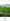 A 1.4 hectares residential farm for sale in La Paz tarlac
