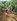 300SQM RESIDENTIAL FARM LOT SIARGAO
