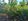 200 sqm Lot for Sale in Pandacan, Pinamungajan, South Cebu