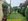 FOR SALE BUNGALOW HOUSE IN ANGELES CITY NEAR ROBINSON AND PAGCOR
