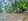 Residential Lot for Sale in Panganiban Tayug, Pangasinan