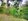Farm lot for sale with coconut trees, bananas , vegetables farming