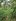 Farmland for Sale in Dagami, Leyte with Mountain Views