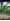 531 sqm Residential Farm For Sale in Liliw Laguna