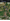 Farm lot / palayan, direct owner, clean title