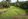 Farm Lot with Coconut Trees, Cacao Trees, Bignay Trees, Pili Trees and Mahogany Trees.