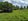 Farm lot for sale fully planted with mature mango trees across the property.