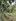 Flat land and many black pepper Tress