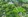 144 sqm Residential Lot For Sale in Mountain View Leisure Community Nasugbu Batangas