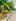 Lot for Sale in High-End Subdivision: Newtown Estate, Bulacao, Cebu