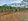 3 Hectares Farm Lot For Sale Brgy. Diclum, Manolo Fortich Bukidnon