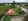 Ananya Coast Residential Lot for Sale in Liloan