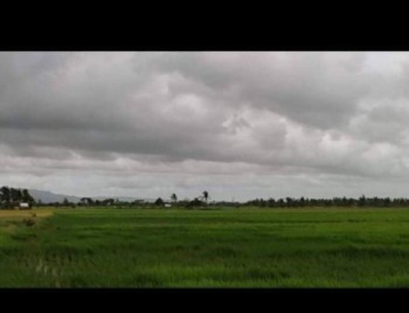 Farm with ricefield