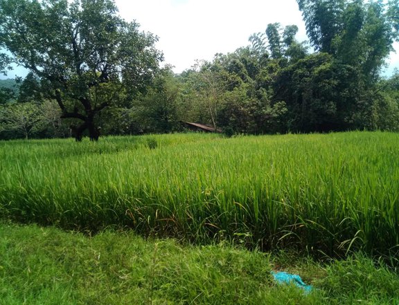 16 hectares agricultural farm lot - TANAY RIZAL