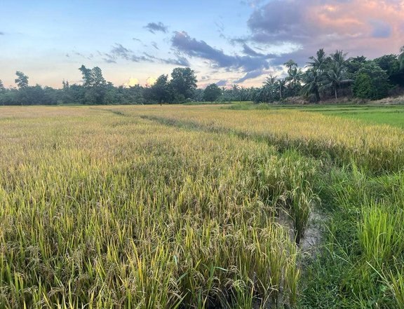 1 hectare Farm Lot in Nicanor Zabala, Roxas, Palawan
