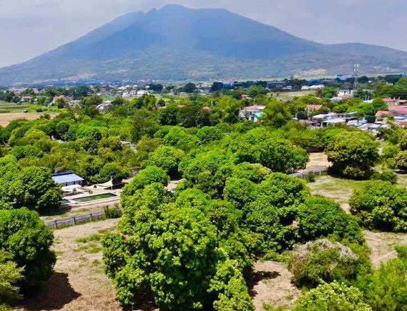 FOR SALE CORNER MANGO FARM LOT IN PAMPANGA