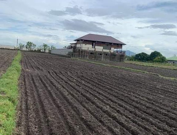 FOR SALE AGRICULTURE FARM LOT IN PORAC PAMPANGA