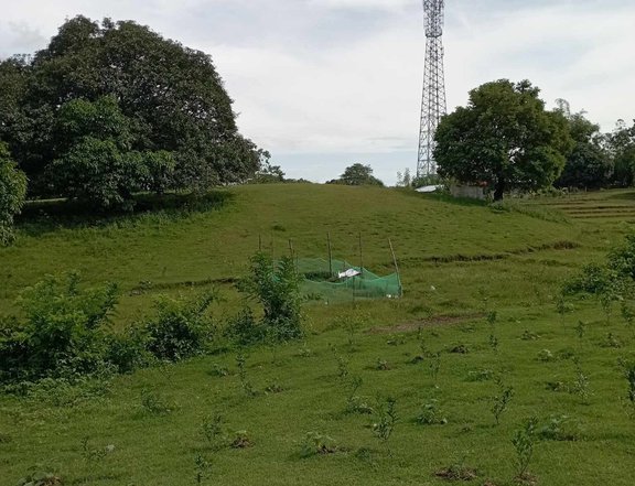 1.7 hectares Agricultural Farm For Sale in Umingan Pangasinan