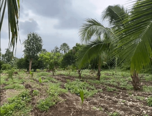 FARM LOT FOR SALE DOLORES, QUEZON (7.7 HECTARES)