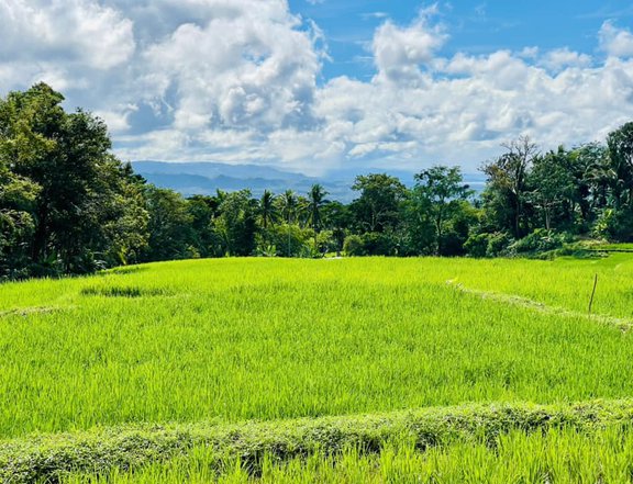 1,8 Hectares Farn Lot For Sale in Tayabas Quezon