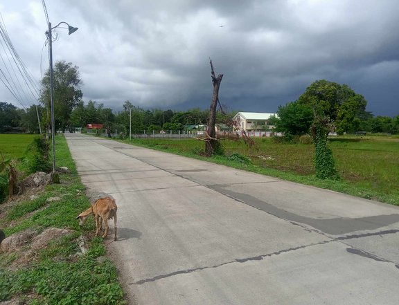 100 sqm Residential Lot For Sale in Alaminos Pangasinan