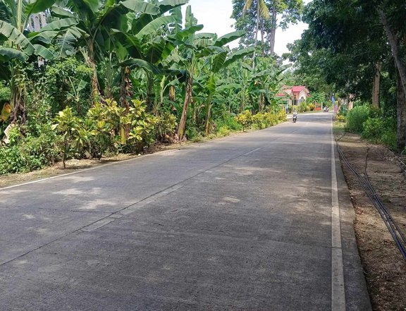 2,100 sqm Lot Near Kea Beach Resort    Only 1,500 per sqm