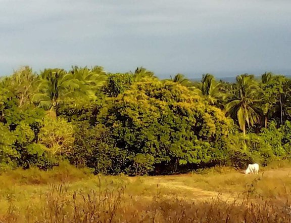 Agricultural Farm Land For Sale in Balanga, Bataan