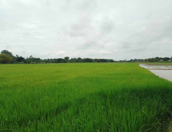 10 hectares Agricultural Farm For Sale in Matalam Cotabato