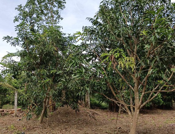 500 sqm Residential Farm For Sale in Tiaong Quezon