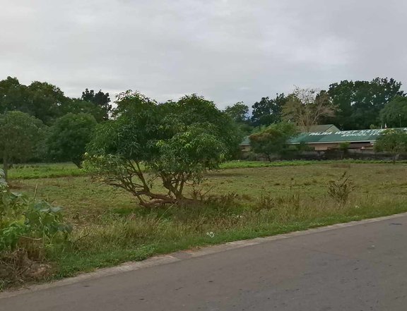 1 hectare Commercial area lot for sale at brgy palina west Urdaneta City Pangasinan