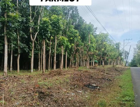 FARMLOT IN ROSARIO,Mahogany trees,TITLED,Along two way cemented road
