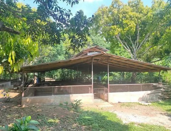 1.6ha titled with pigery and laying poultry building in PADRE GARCIA BATANGAS