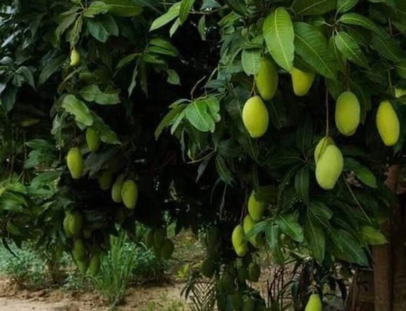 Mango Farm Lot for Sale