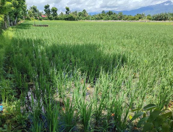 1.1 hectares Agricultural farm for sale in Calapan City Oriebtal Mindoro