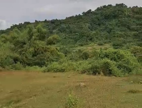 Farm lot 12 hectares Sta. Ignacia Tarlac